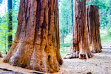 Merced Grove