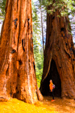 Merced Grove