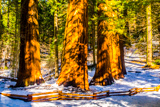 Merced Grove