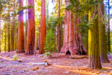 Mariposa Grove