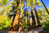 Merced Grove