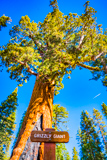 Grizzly Giant