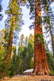Mariposa Grove Cabin