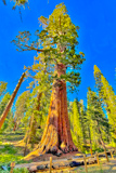 Mariposa Tree