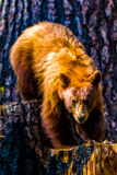 Black bear