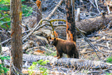 Black bear