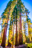 Mariposa Grove