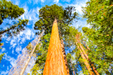 Mariposa Grove