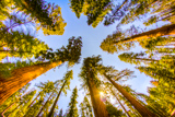 Mariposa Grove