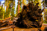 Fallen Wawona Tunnel Tree