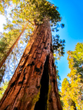 Telescope Tree