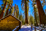 Mariposa Grove Cabin