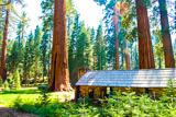 Mariposa Grove Cabin