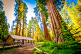 Mariposa Grove Cabin