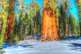 Mariposa Grove Cabin