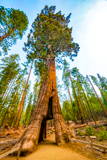 California Tunnel Tree