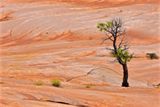 White Domes Trail