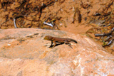 Un lézard