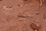 Un gros lézard