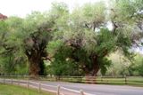 Fruita