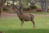 Fruita