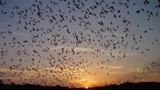 Bat Flight