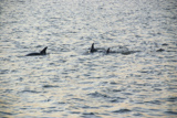 Croisi&egrave;re d'observation des dauphins