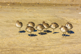 B&eacute;casseaux sanderlings