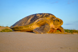 Tortue verte