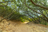 Jockey's Ridge State Park