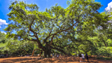 Angel Oak