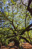 Angel Oak