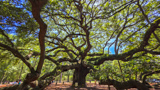 Angel Oak