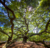 Angel Oak