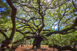 Photos/Images de Angel Oak