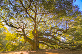 Angel Oak