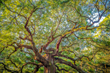 Photos/Images de Angel Oak