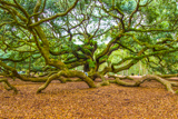 Angel Oak