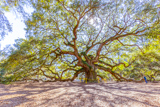 Angel Oak
