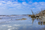 Hunting Island Boneyard Beach