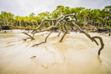 Hunting Island Boneyard Beach