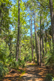 Hunting Island Trails