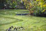 Audubon Swamp Garden