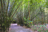 Bamboo Garden
