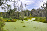 Audubon Swamp Garden