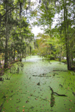 Audubon Swamp Garden