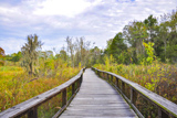 Audubon Swamp Garden