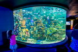 Ripley's Aquarium