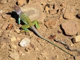 Très beau et gros lézard
