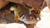 Très beau et gros lézard